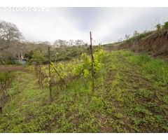 Finca con cuarto de aperos en El Sauzal
