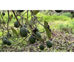 Finca con cuarto de aperos en El Sauzal