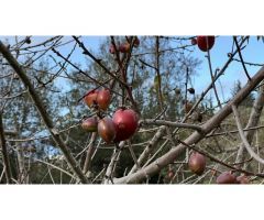 Finca con cuarto de aperos en El Sauzal