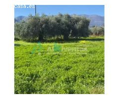 Ref A142 Terreno rustico en La alquería
