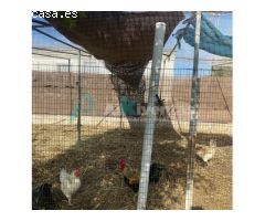 Ref A157 Finca Rustica en Estacion de Cartama