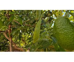 Parcela con producción de aguacate