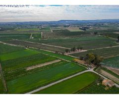 FINCA + NAVE EN CALLOSA (PARAJE LA MADRIGUERA).