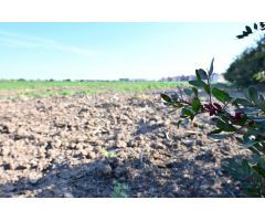 SE VENDE PARCELA RUSTICA EN LOS ALCÁZARES