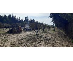 Parcela rustica de arboles y siembra