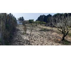 Parcela rustica de arboles y siembra