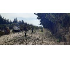 Parcela rustica de arboles y siembra