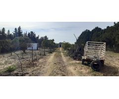 Parcela rustica de arboles y siembra