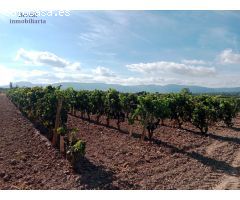 Suelo agrario, de 10.753  m², en Entrena. Plantado de viñas. Agua de acequia junto al terreno.
