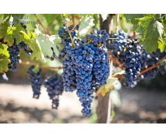 VIÑAS.2,3 hectáreas de viñedos en Laguardia, Álava