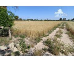 Ref: 0274. Finca de cultivo con casa de campo en Catral (Alicante)