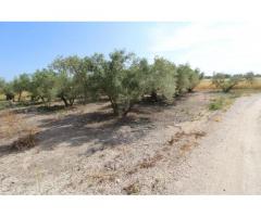 Ref: 0274. Finca de cultivo con casa de campo en Catral (Alicante)