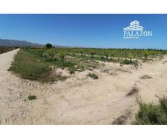 Ref: 0982. Finca de cultivo en venta en Crevillente (Alicante)