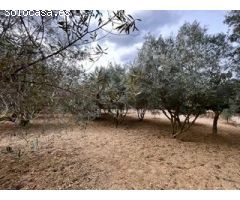 Se vende finca rústica en Calvia Pueblo