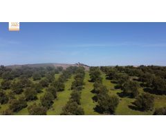 Finca de 22 Hectáreas con proyecto aprobado para hacer casas rurales