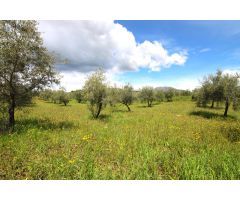 PARCELA RUSTICA CON PRODUCCION DE OLIVOS EN ALOZAINA