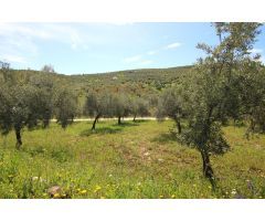 PARCELA RUSTICA CON PRODUCCION DE OLIVOS EN ALOZAINA