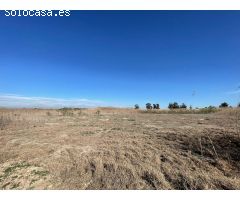 SE VENDE TERRENO AGRARIO EN PARTIDA DERRAMADOR, ELCHE – 8.700 m²