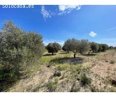 DISFRUTA DEL CAMPO A UN PASO DE LAS PLAYAS DE ELCHE