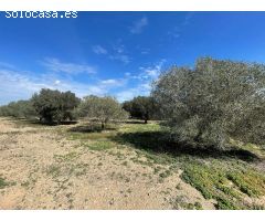 DISFRUTA DEL CAMPO A UN PASO DE LAS PLAYAS DE ELCHE