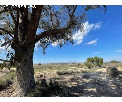 DISFRUTA DEL CAMPO A UN PASO DE LAS PLAYAS DE ELCHE