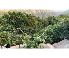 Finca rústica con árboles frutales y vivienda  en Barranquillo Andrés