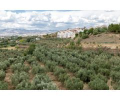 Venta de finca rústica de 77 olivos en Otura (Granada)