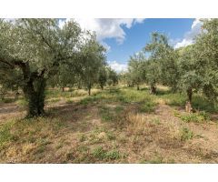 Venta de finca rústica de 77 olivos en Otura (Granada)