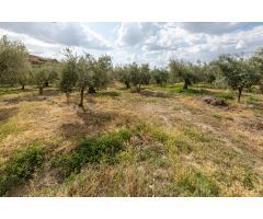 Venta de finca rústica de 77 olivos en Otura (Granada)