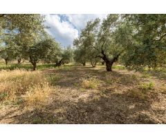 Venta de finca rústica de 77 olivos en Otura (Granada)