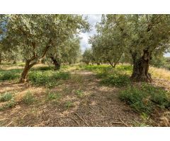 Venta de finca rústica de 77 olivos en Otura (Granada)