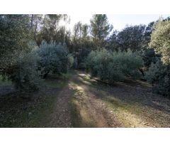 EXCELENTE OLIVAR EN EL CHAPARRAL (ALBOLOTE)