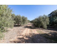 EXCELENTE OLIVAR EN EL CHAPARRAL (ALBOLOTE)