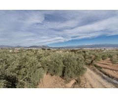 MAGNÍFICA PARCELA CERCANA A CTRA. DE URB. EL TORREÓN