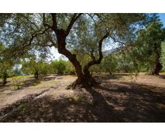 VENTA DE BONITA FINCA EN EL PARAJE DE LA CHAPARRA (LANJARÓN)