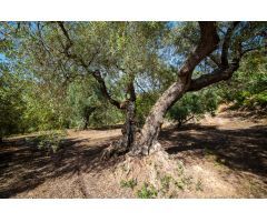 VENTA DE BONITA FINCA EN EL PARAJE DE LA CHAPARRA (LANJARÓN)