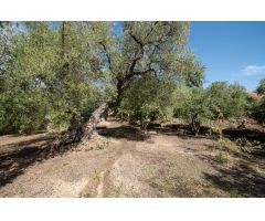 VENTA DE BONITA FINCA EN EL PARAJE DE LA CHAPARRA (LANJARÓN)