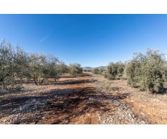 Olivar en venta