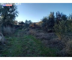 Se vende olivar a 3 km de Tortoles