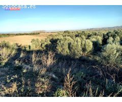 Se vende olivar a 3 km de Tortoles