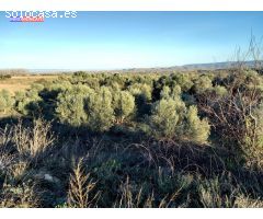 Se vende olivar a 3 km de Tortoles