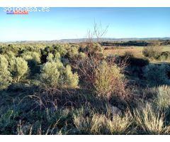 Se vende olivar a 3 km de Tortoles