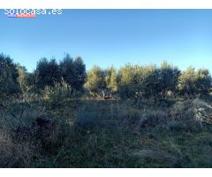 Se vende olivar a 3 km de Tortoles