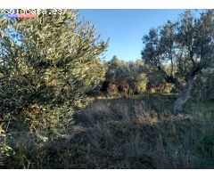 Se vende olivar a 3 km de Tortoles