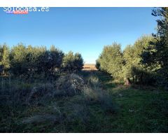 Se vende olivar a 3 km de Tortoles