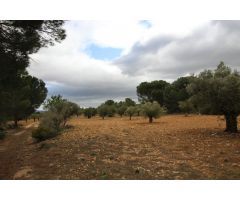 Terreno rural en Venta en Casas Abiar, Alicante