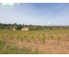 En Venta Finca Rústica en Vilabella de 20 Ha. de viñedos emparrados.