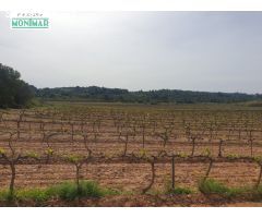 En Venta Finca Rústica en Vilabella de 20 Ha. de viñedos emparrados.