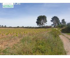 En Venta Finca Rústica en Vilabella de 20 Ha. de viñedos emparrados.