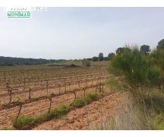 En Venta Finca Rústica en Vilabella de 20 Ha. de viñedos emparrados.